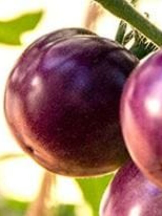 Is purple TOMATO receives approval?