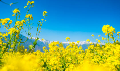 किसान गेहूं, सरसों और मसूर उगाने का विकल्प चुनेंगे|Farmers will choose to grow wheat, mustard and lentils