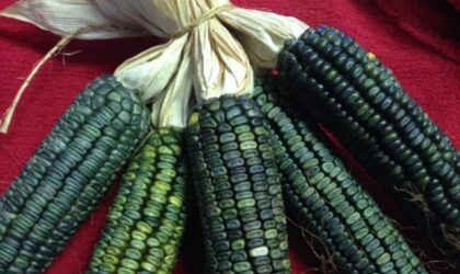 यूएएस,बेंगलुरु ने नया मक्का हाइब्रिड विकसित किया जो हरा रहता है |UAS,Bengaluru Develop New Maize Hybrid that Stays Green