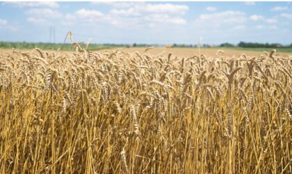 अच्छे मुनाफे के लिए ऐसे करें गेहूँ की खेती | Do wheat farming like this for good profit