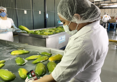 पपीता प्रसंस्करण उद्योग इस जिले में चार महीने का रोजगार प्रदान करता है | Papaya processing industry provides four months employment in this district