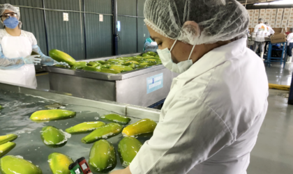 पपीता प्रसंस्करण उद्योग इस जिले में चार महीने का रोजगार प्रदान करता है | Papaya processing industry provides four months employment in this district